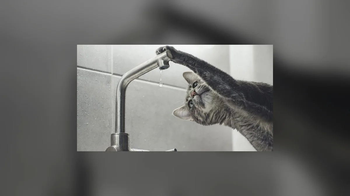 У місті Соснівка на Львівщині тимчасово припинили подачу води через порив
